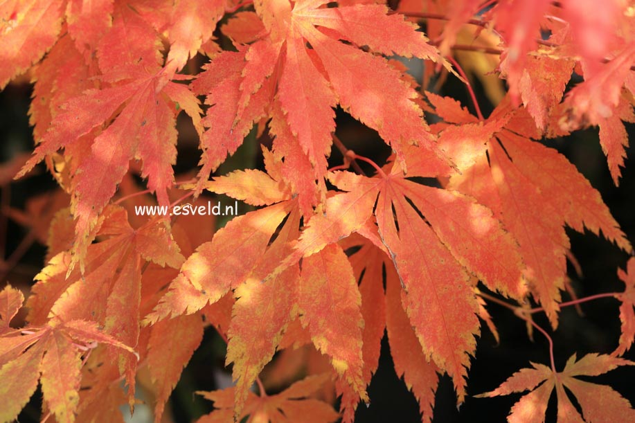 Acer palmatum 'Fukuya'