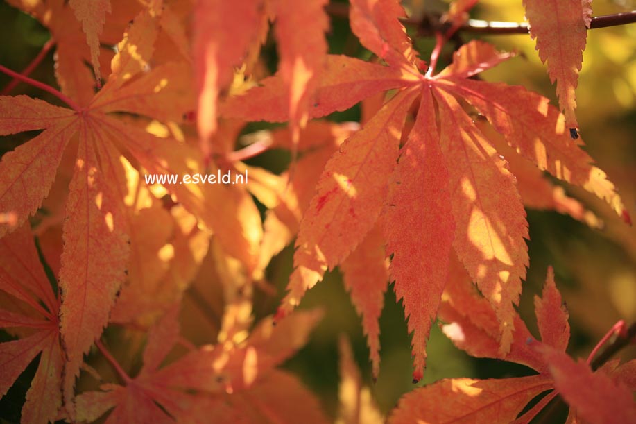 Acer palmatum 'Fukuya'