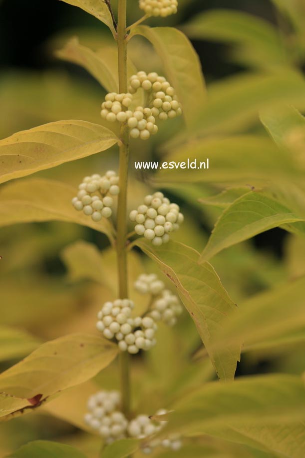 Callicarpa dichotoma f. albibacca