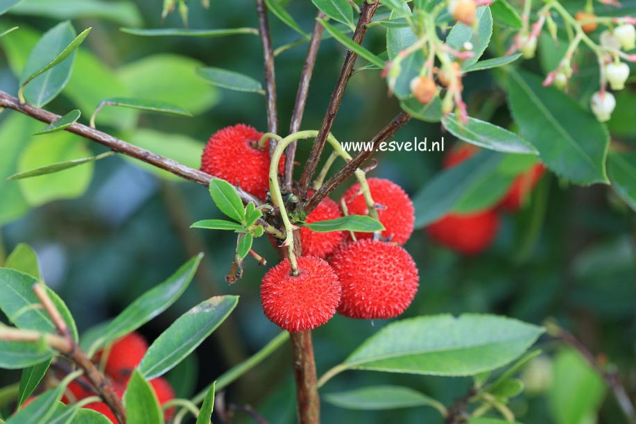 Arbutus unedo 'Elfin King'