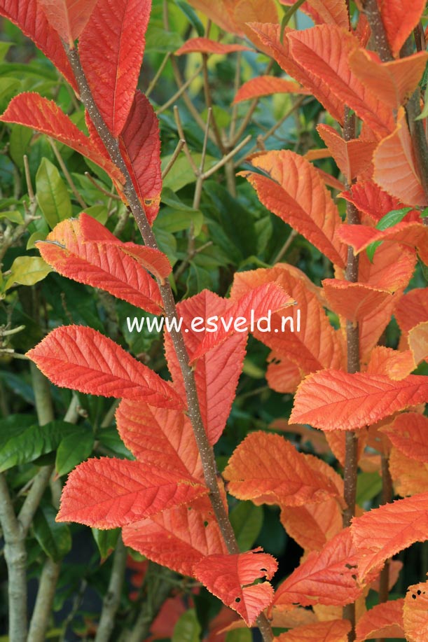 Photinia villosa 'Maximowicziana'