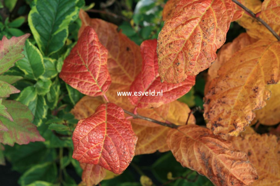 Calycanthus floridus 'Purpureus'