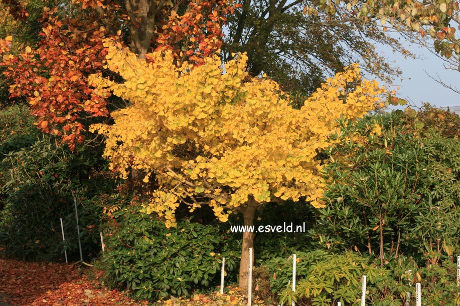 Ginkgo biloba 'Horizontalis'