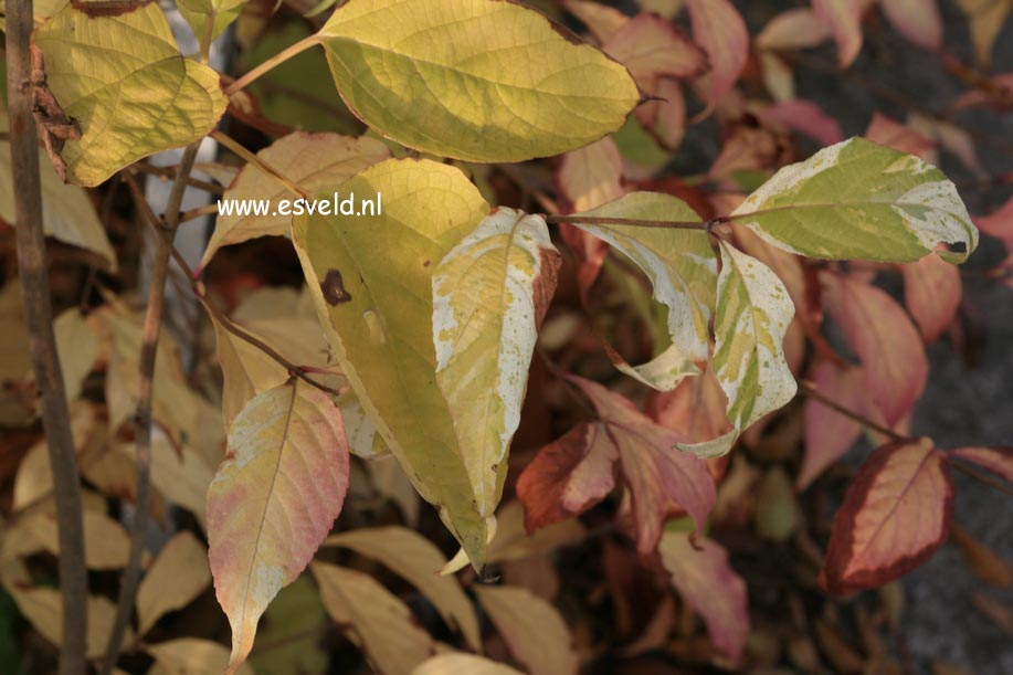 Callicarpa japonica 'Koshima no homate'