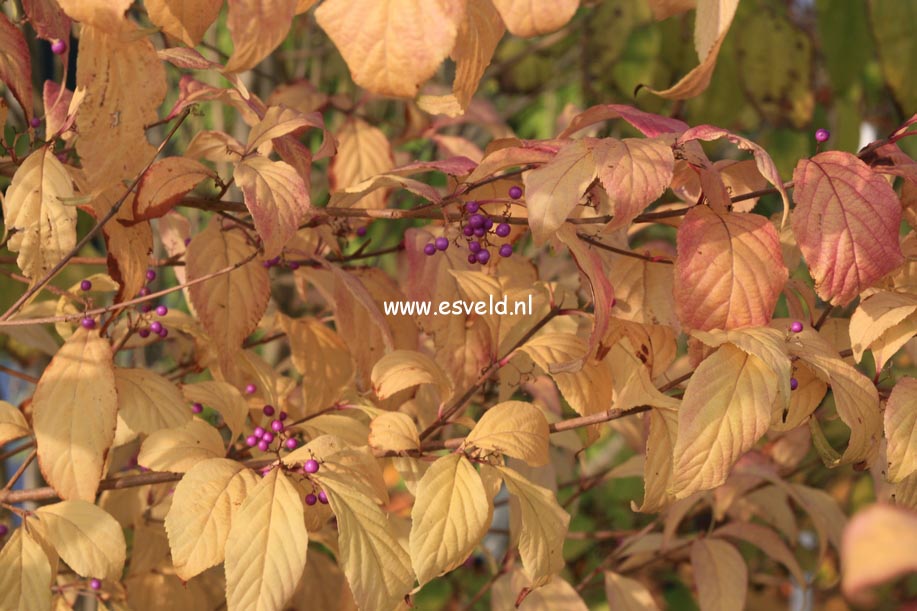 Callicarpa japonica 'Koshima no homate'