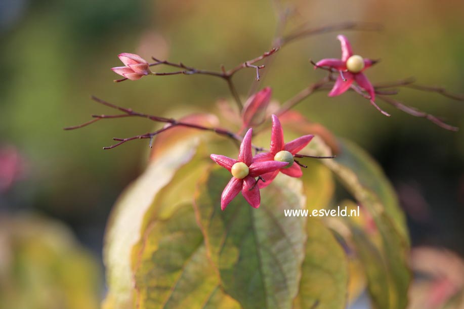 Clerodendrum trichotomum 'Purple Blaze'