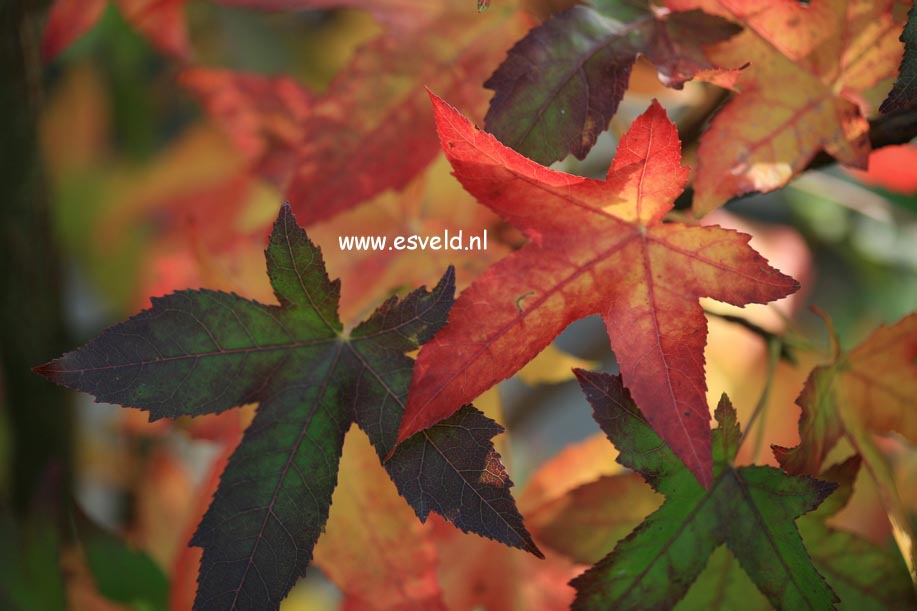 Liquidambar styraciflua 'Palo Alto'