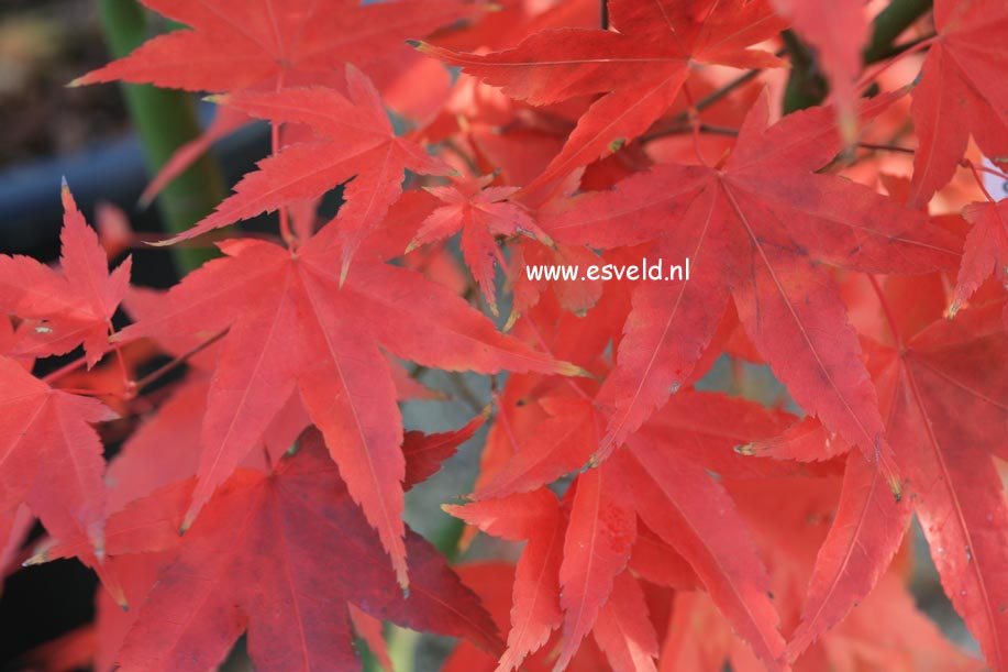 Picture and description of Acer palmatum 'Nakahara beni'