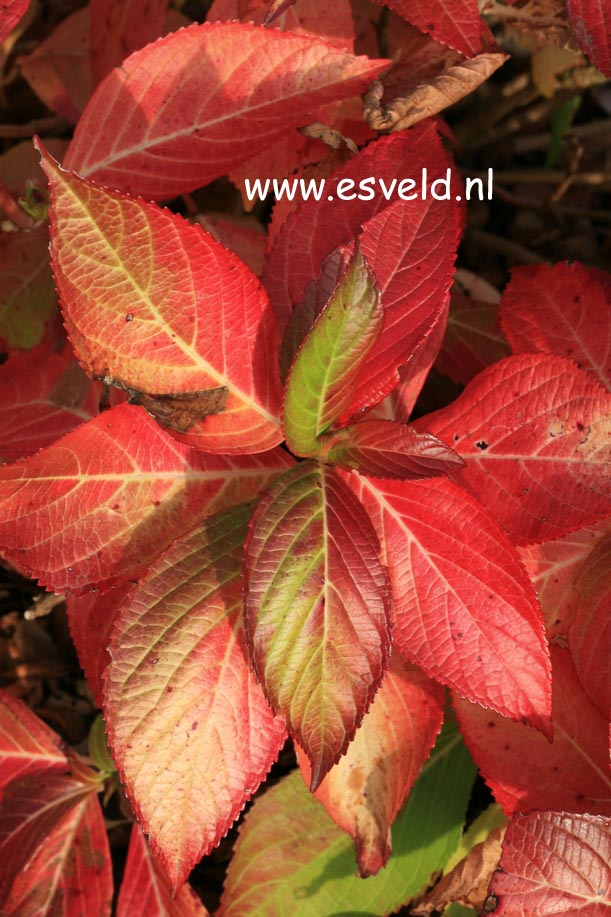 Hydrangea macrophylla 'Green Tonic'