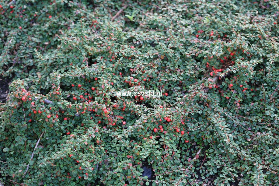 Cotoneaster procumbens 'Streibs Findling'