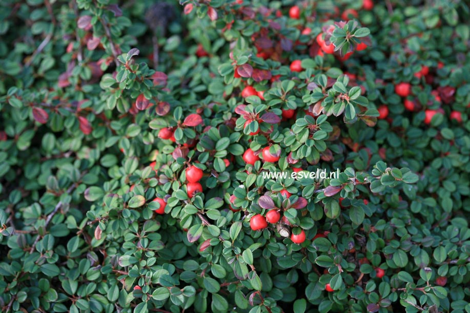 Cotoneaster procumbens 'Streibs Findling'