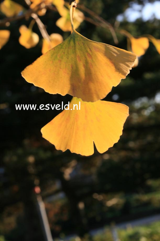 Ginkgo biloba 'Horizontalis'