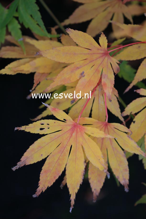 Acer palmatum 'Killarney'