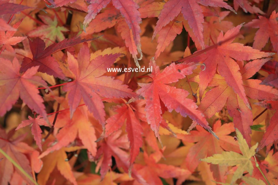 Acer palmatum 'Hino tori nishiki'