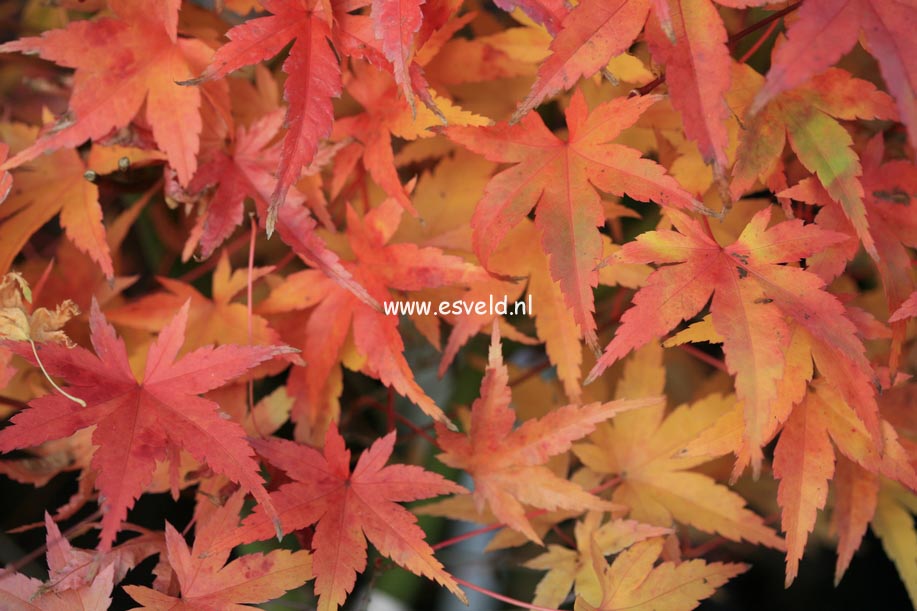 Acer palmatum 'Hino tori nishiki'