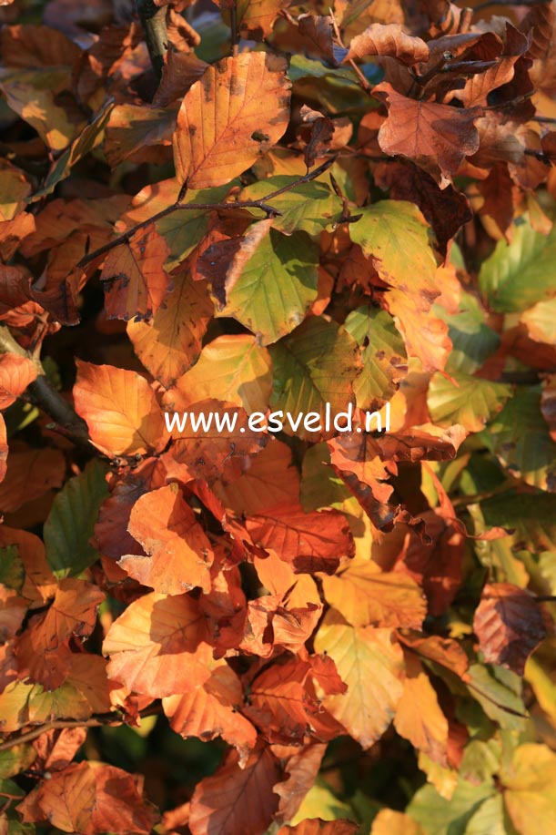 Fagus sylvatica 'Atropunicea'