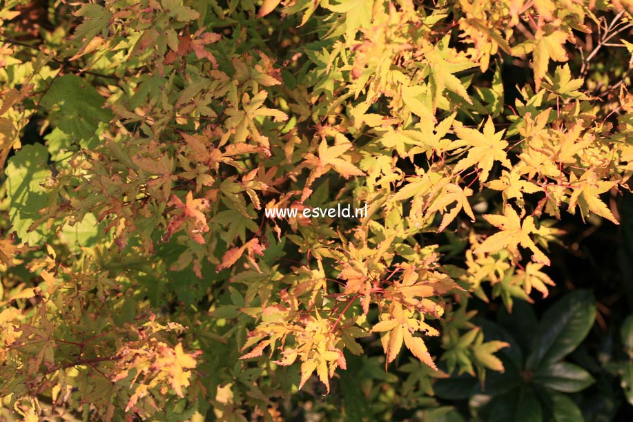 Acer palmatum 'Mama'