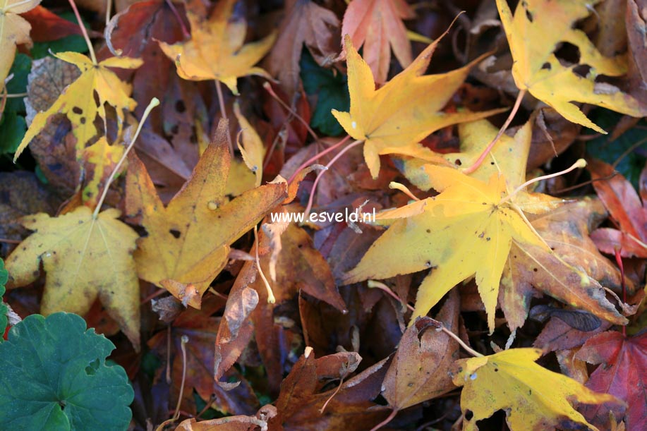 Acer palmatum 'Shigarami'