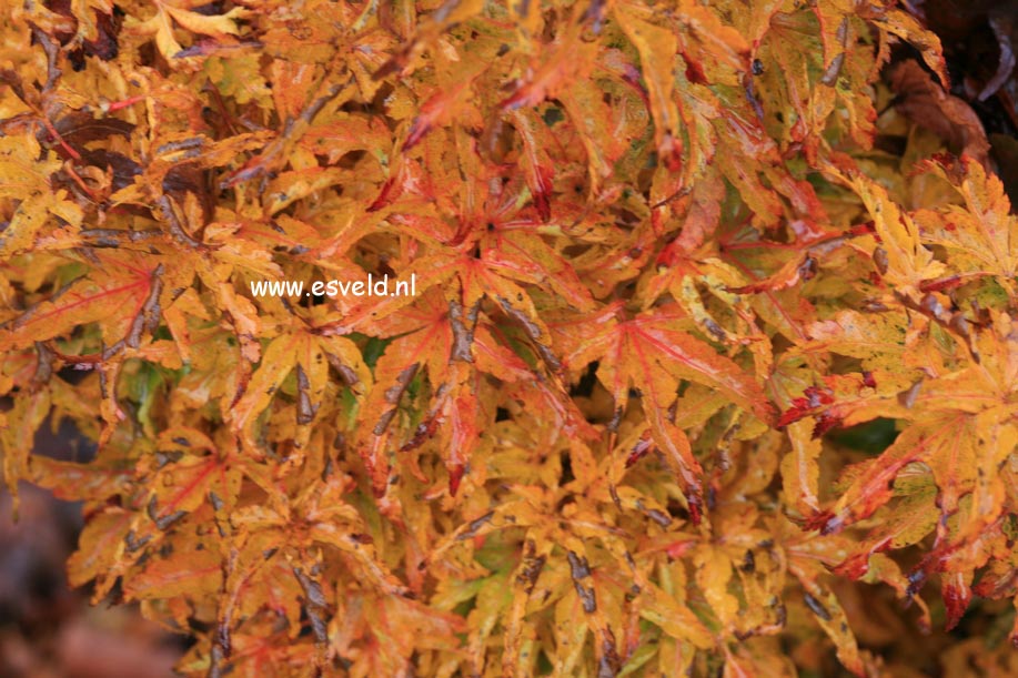 Acer palmatum 'Mei jishi'