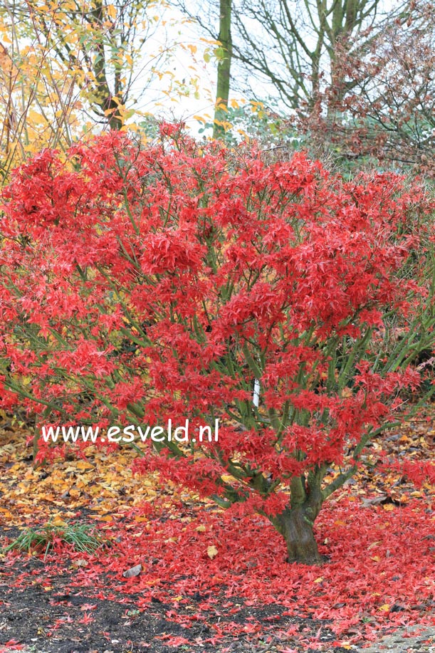 Acer palmatum 'Taroh yama'