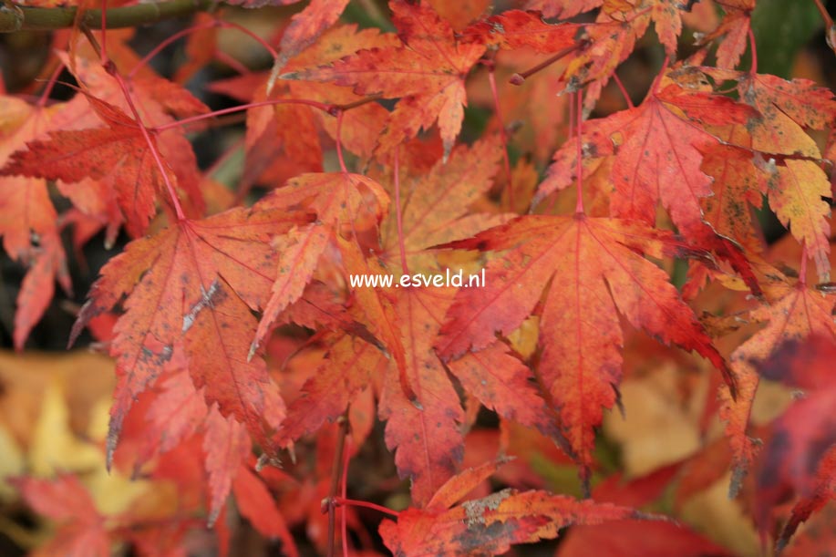 Acer palmatum 'Olga'