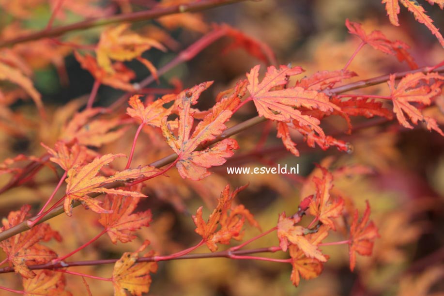 Acer palmatum 'Hoshi kuzu'