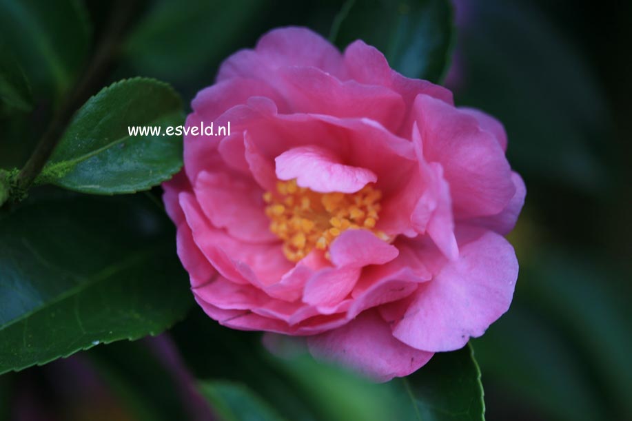 Camellia 'Winter's Joy'