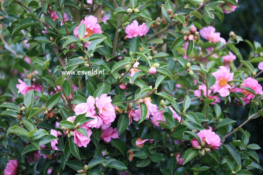 Camellia 'Winter's Joy'