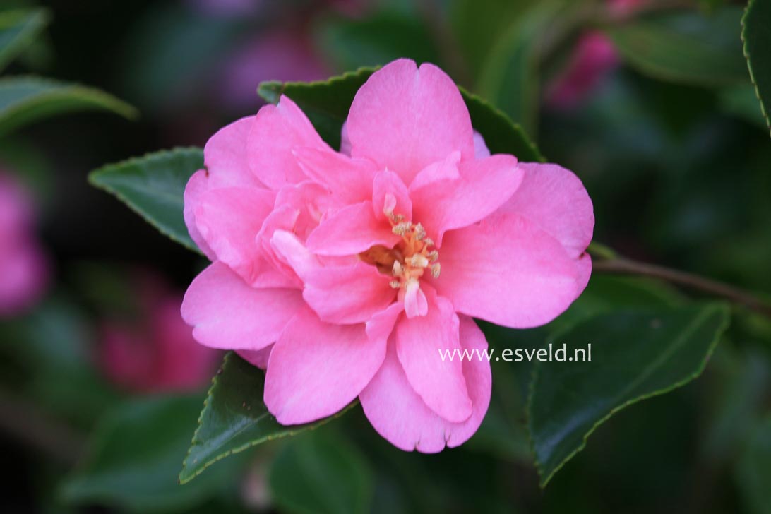 Camellia sasanqua 'Showa-no-sakae'