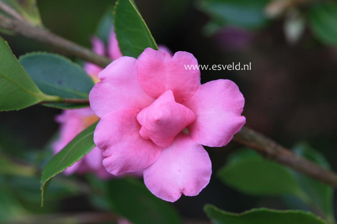 Camellia sasanqua 'Showa-no-sakae'