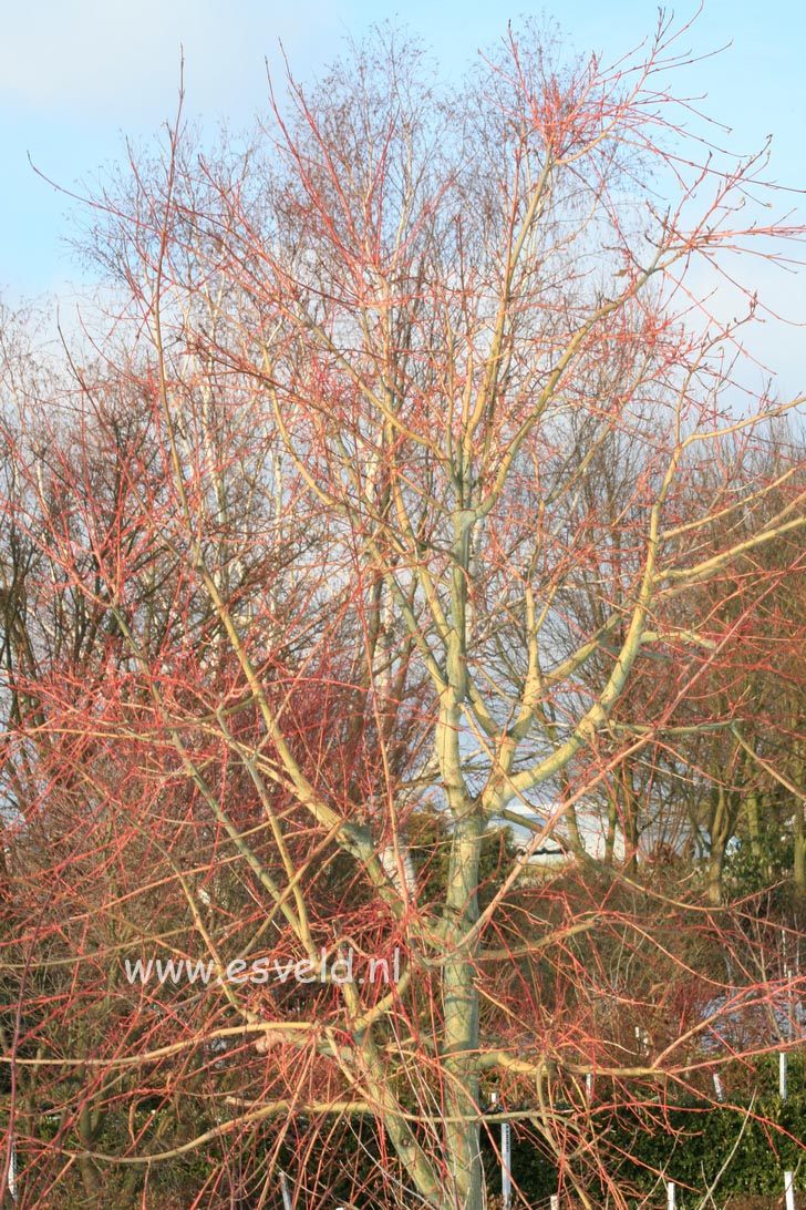 Acer rubescens 'Silver Cardinal'