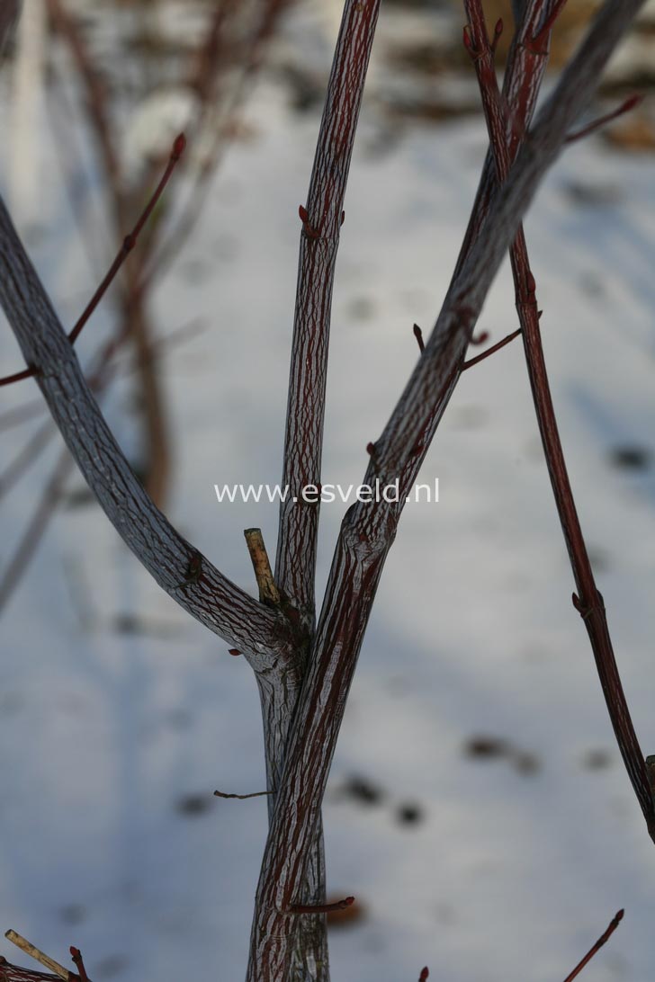 Acer davidii 'Hagelunie'