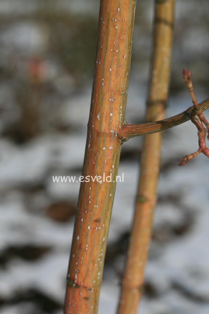 Acer rubescens 'Yakushima nishiki'