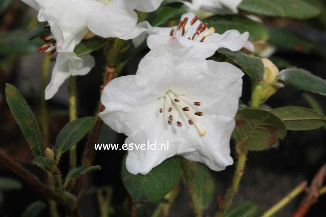 Rhododendron 'Silk Cap'