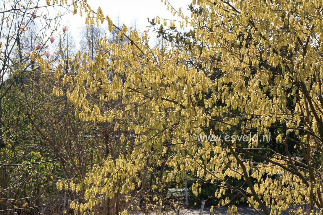 Corylopsis sinensis