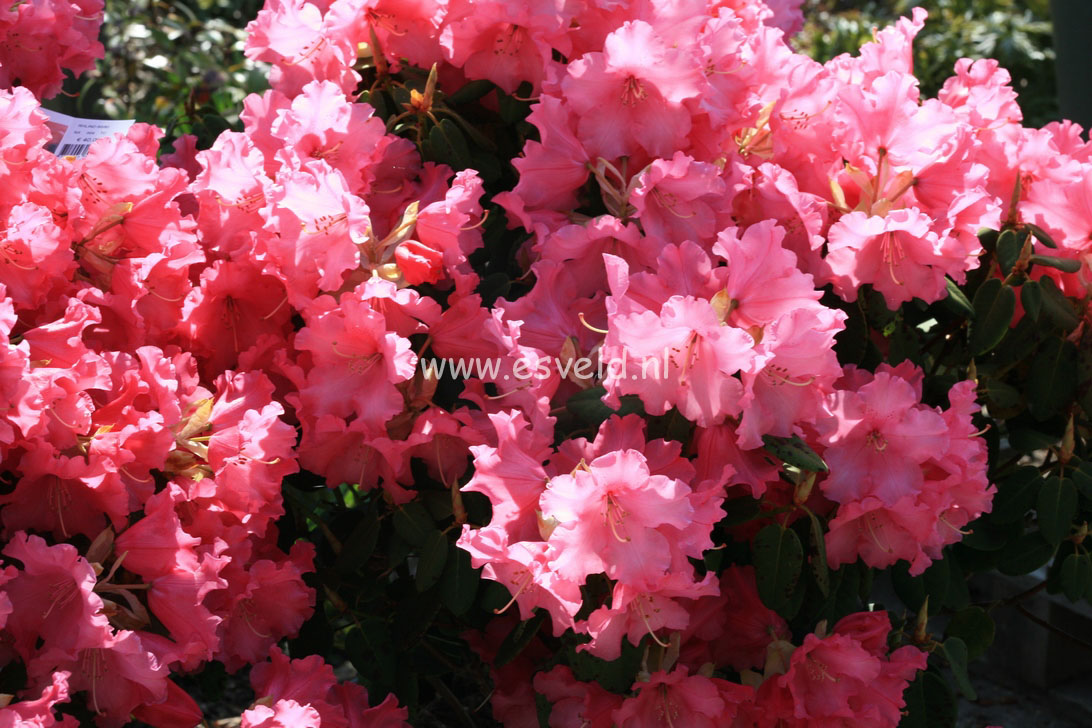 Rhododendron 'Linda'