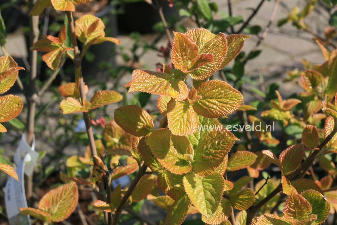 Viburnum lantana 'Aureum'