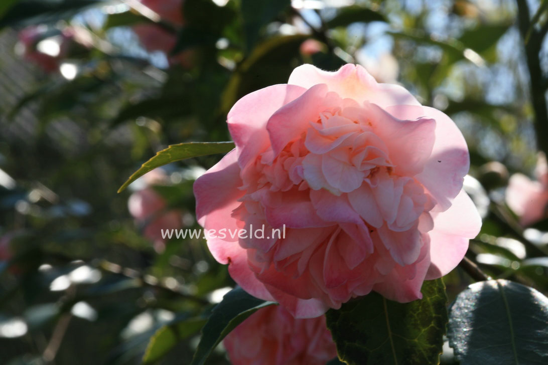 Camellia japonica 'High Fragrance'