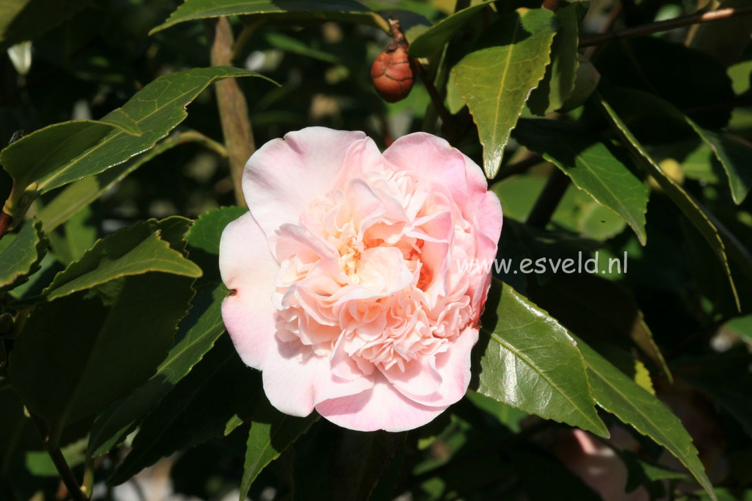 Camellia japonica 'High Fragrance'