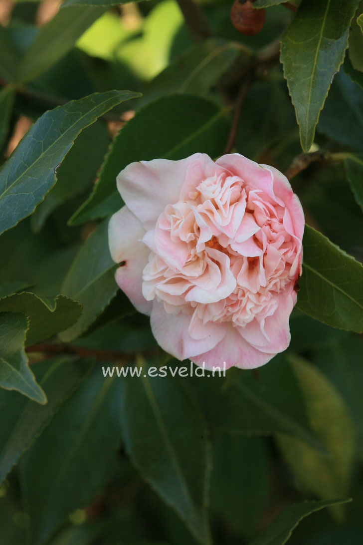 Camellia japonica 'High Fragrance'