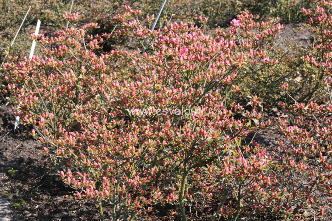 Azalea 'Aladdin'