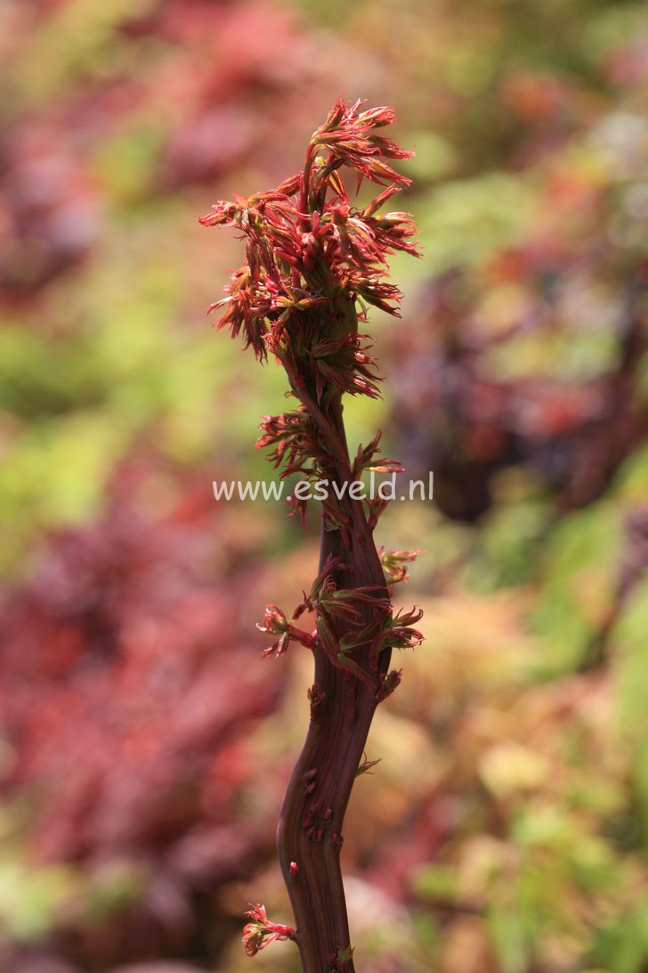 Acer palmatum 'Miss Piggy'