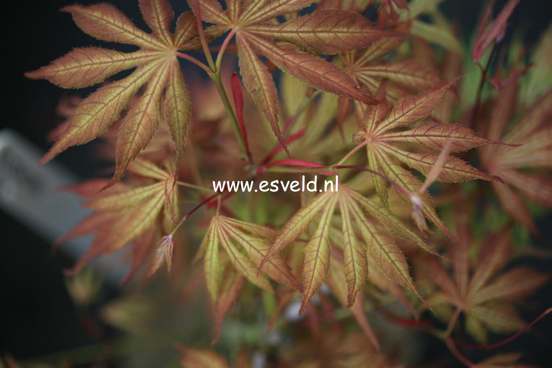 Acer palmatum 'Elmwood'