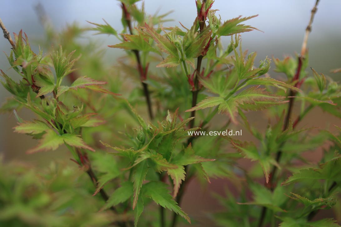 Acer palmatum 'Lima Gold'