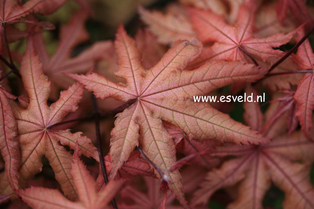 Acer palmatum 'Amber Ghost'