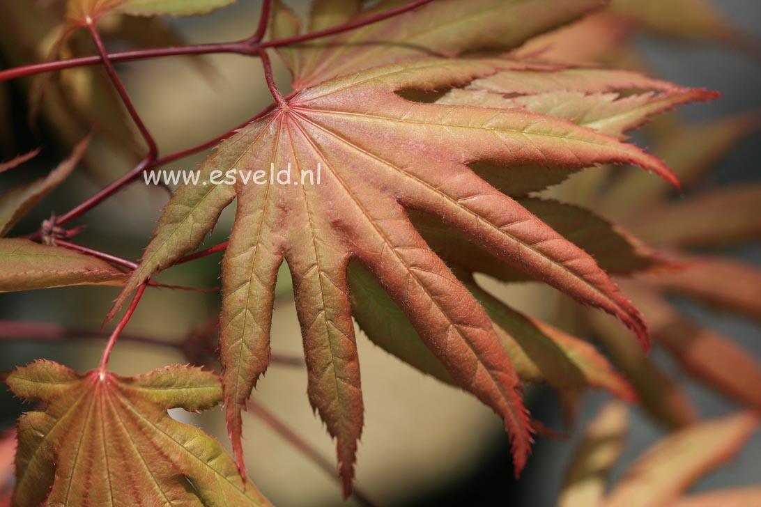 Acer palmatum 'Yagyu no sato'