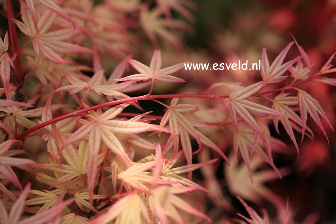 Acer palmatum 'Beni otome'