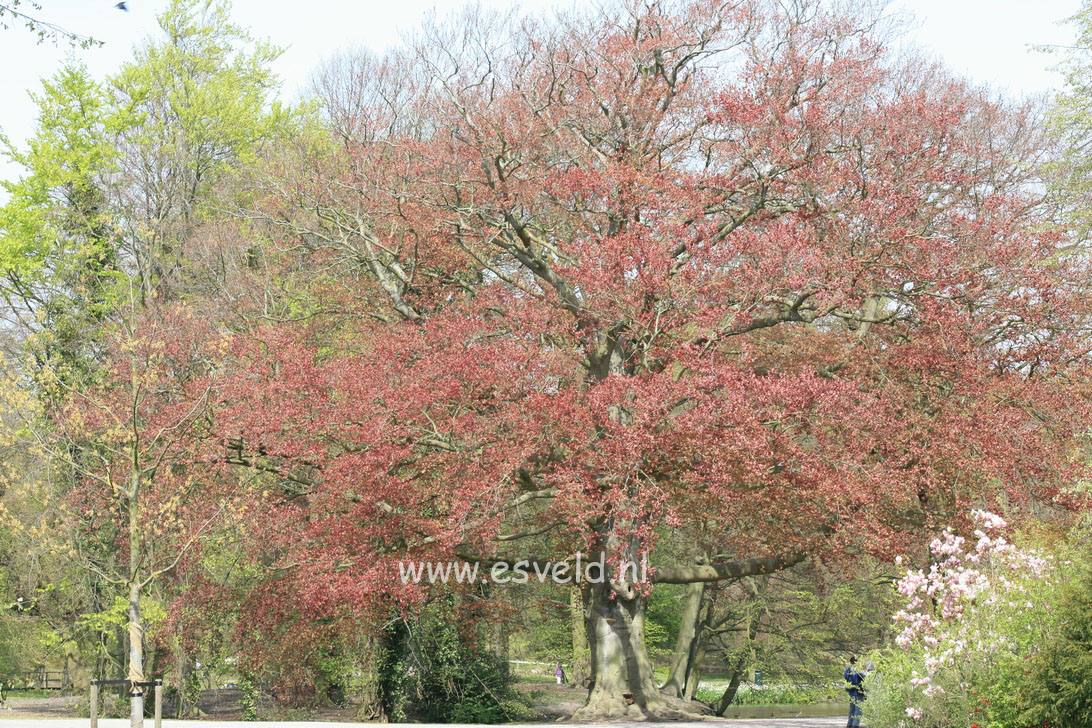 Fagus sylvatica 'Atropunicea'