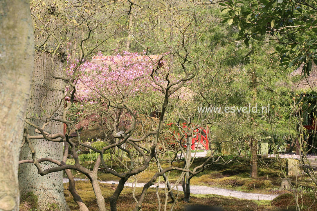 Rhododendron luteum