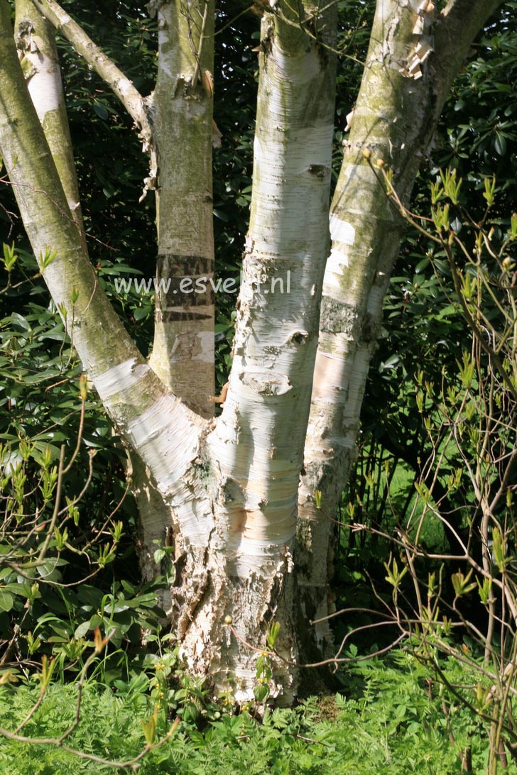 Betula utilis